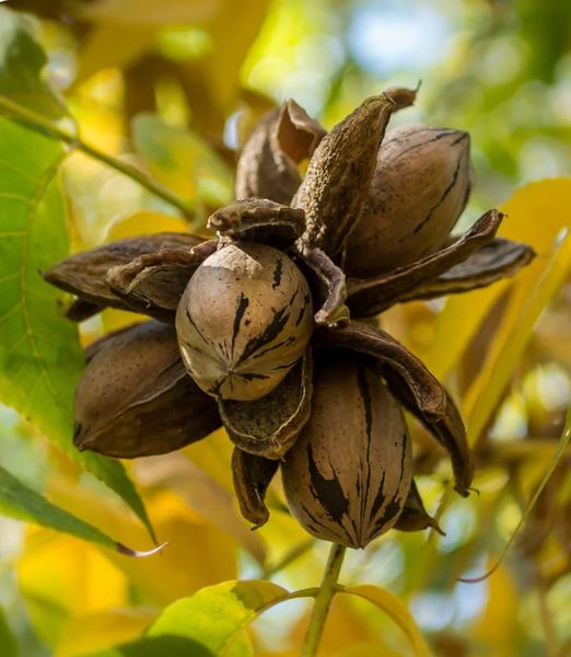 Carya illinoinensis